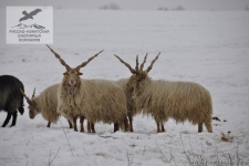 Охота на винторогого козла в Чехии
